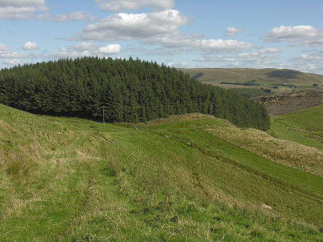 Forestry on Lan Lwyd